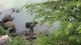 Parakankondang