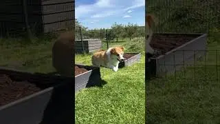 Mission Possible! Corgi
