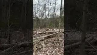 Skidding some logs out #cat #skidder #timber #fyp