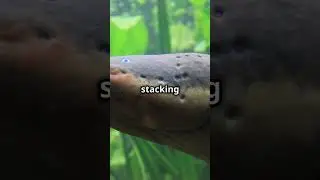 Meet the Electric Eel: Nature's Living Battery #facts #natureshorts #naturefacts #animals #science