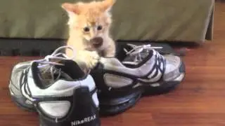 Kittens and the Virtual Vegan Potluck 3