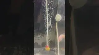 F2 kamfa flowerhorn fish baby grooming #aquarium #fishkeepinghobby #fish #flowerhorn