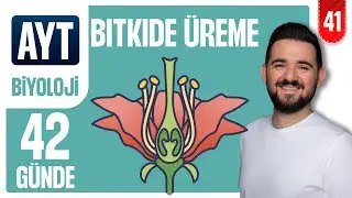 Bitkide &Uuml;reme ve Gelişme | 42 G&Uuml;NDE AYRINTILI AYT BİYOLOJİ KAMPI 2026-2027 | 41.G&Uuml;N
