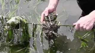 100% Sustainable Seafood - Oyster Farming Methods
