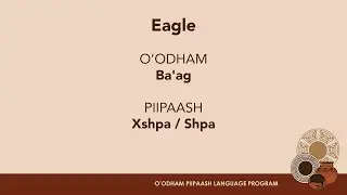 O'odham/Piipaash Words: Eagle