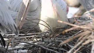 Baby Pelican Chick