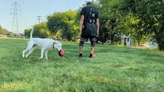 Milo play. easy dogs make us lazy? why probs with this dude, I don't get it