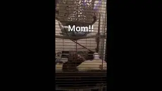 Ratties got excited 🙃🐭🐭🐁🐁#pets #ratlife