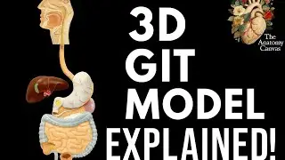 3D model of GIT | OSPE preparation | Gross Anatomy | Dr Shehla Aman 