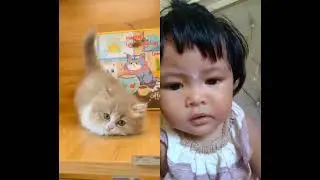 #sukakucing