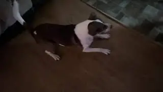 Pit bull  likes to fight 🐂 #pitbull #dog #aggressivedogs 