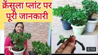 क्रेसुला/कुबेर प्लांट की इस तरीके से करें देख-रेख फिर ये प्लांट कभी खराब नहीं होगा / Crassula plant