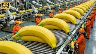 Inside the 500,000 LB Banana Plant – The SATISFYING Rising of Modern Industrial Loaf Production