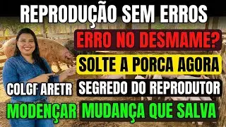 Desmamar os leitões e soltando a porca junto com o reprodutor