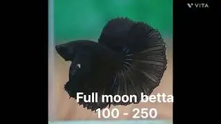 Betta fish prices