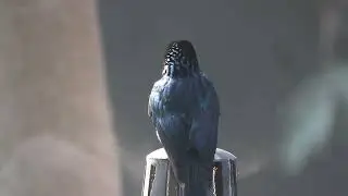 Black Bird ✅ | Wildlife Photography | 🐥
