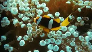 Clown fish in the reefs -HD + Unique under water sound
