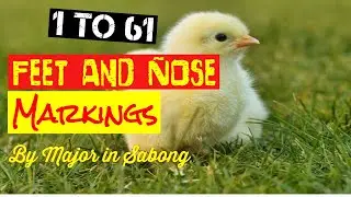 Feet and Nose Marking for Gamefowl