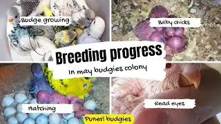 budgie breeding guide​ ! बजिस ब्रीडिंग गाइड!how to breed budgies​! बजिस प्रजनन कैसे करते हे!