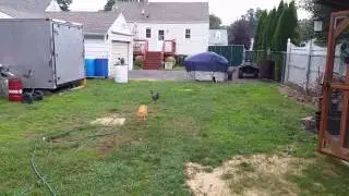 Letting The Chickens And Ducks Out