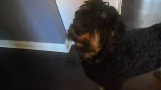 How to tell if your dog is a musical prodigy.