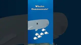 Whales talk | Fun Facts #whale #animation #story