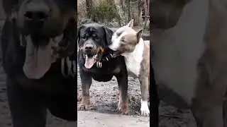 Pitbull vs rottweiler real fight #shorts #pitbull #rottweiler #dangerous #viral