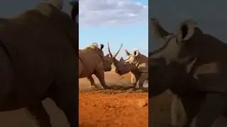 【Clash of the Tanks! Male White Rhinos in a Waterhole Grudge Match】