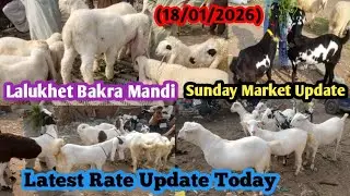 Lalukhet Sunday Bakra Market Update Today (18/01/2026) Latest Rate Update ||✓ Lalukhet Bakra Mandi 
