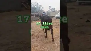 #cow #mahua #comedy #business #animals #reels #chausapashumandi #funny #funny #pashu