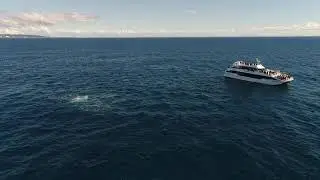 Whales Breaching / Moreton Island / Glasshouse Mountains!