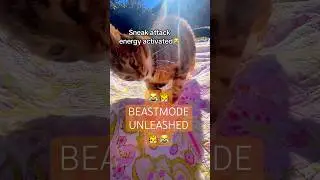 Hahaha😹🤣Spunky girl😹🤣 #funnycat #spunkycat #catshorts #torbiecat #cats #fyp #catlove #explore