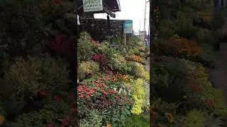 Flower garden @ silang cavite