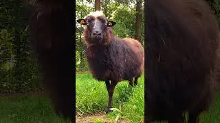Sheep -Schaf - овца