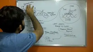 Other aspects of cAMP in Signal Transduction