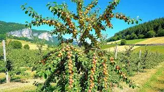 Close up of a New Mirabelle Variety with Super Big and Many Fruits in Rural Switzerland