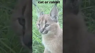 #animal actions #cat🙀 🙀cat or rabbit #|#shorts| animal 🙀