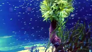 Tenerifa. Loro Park. Akwarium. 1 01 26 r.Тенерифе. Лоро Парк. Аквариум. 1 01 26