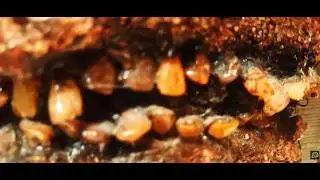 Industrial Pulsar - Hysteria (Official Music Video)
