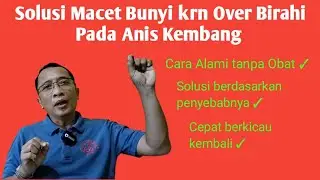 Cara tepat merawat Anis Kembang macet bunyi karena over birahi