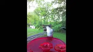 Hummingbird close up #birdcamera #birds #birdfeeder #hummingbird #hummingbirdfeeder #birdsounds