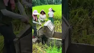 alat keren perontok padi manual #shorts #farming #agriculture #garden