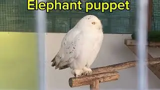 Обновление кукольного слона и полярной совы 🦉