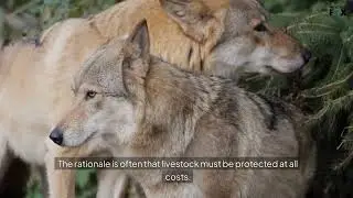 Is the US Government Secretly Culling Certain Animal Populations?
