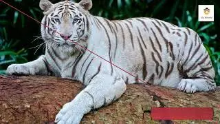 10 Most Beautiful Tigers in the World I Incredible Pictures