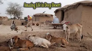 Simple Life in Deep Desert || Daily Routine of Desert Village people || Pure Mud Houses Life