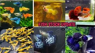 IMPORTED GUPPY FISH STOCK UPDATE | TOP QUALITY IMPORTED GUPPY | ALL OVER INDIA SHIPMENT  | BENGALI 