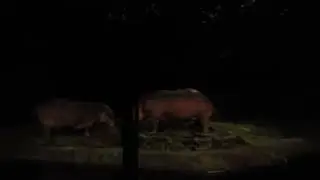 Mandai Wildlife Reserve萬態野生動物園 Night Safari 夜間動物園