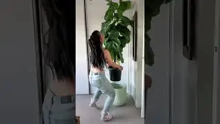 Советы по уходу за фикусом фиддллистным