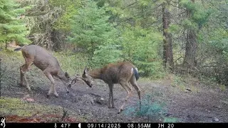 Bucks & Bears Mostly - Trail Cam Pictures 